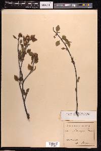 Betula pubescens image