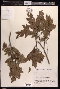 Carpinus turczaninovii image