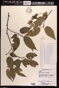 Carpinus viminea image