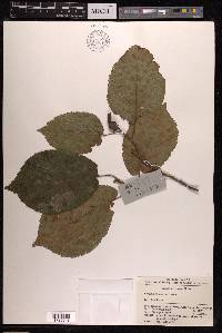 Corylus chinensis image