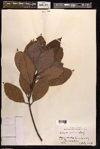 Quercus acuta image