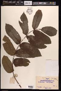 Juglans mandshurica image