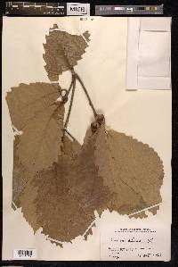 Quercus aliena image