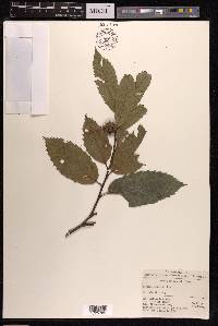 Castanea seguinii image