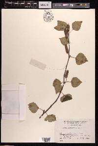 Betula platyphylla image