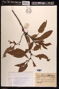 Quercus blakei image