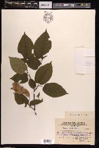 Carpinus cordata image