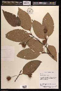 Fagus sinensis image