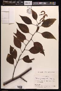 Alnus japonica image