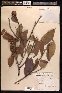 Lithocarpus celebicus image