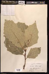 Quercus aliena image