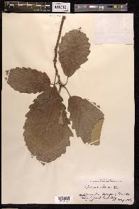 Quercus aliena image