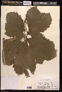 Quercus aliena image