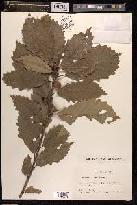 Quercus aliena image