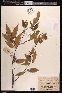 Carpinus londoniana image