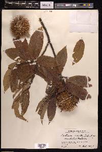 Castanea crenata image