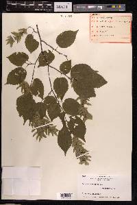 Carpinus laxiflora image