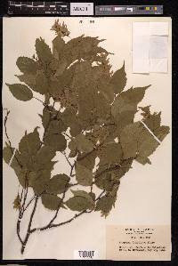 Carpinus laxiflora image