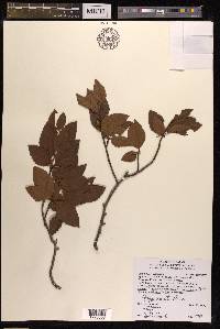 Fagus crenata image