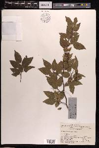 Carpinus turczaninovii image