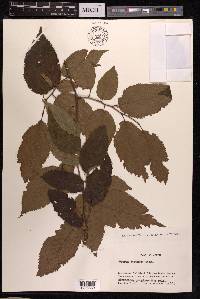 Ostrya japonica image