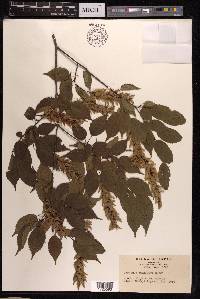 Carpinus laxiflora image