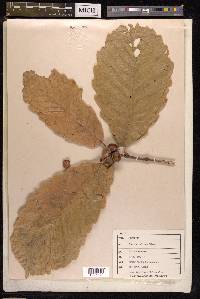 Quercus aliena image