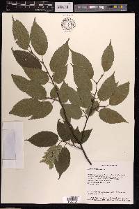 Carpinus viminea image