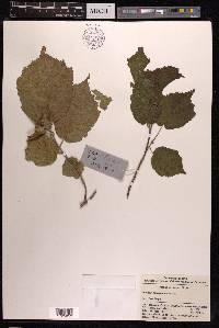 Corylus sieboldiana var. mandshurica image