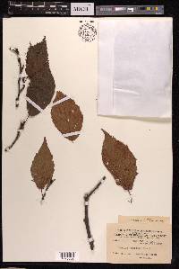 Image Associated With the Occurence
