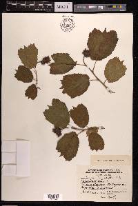 Corylus heterophylla image