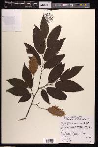 Carpinus japonica image