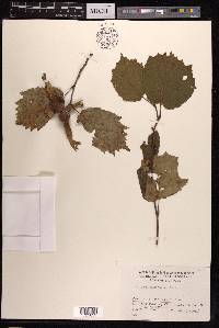 Corylus sieboldiana var. mandshurica image