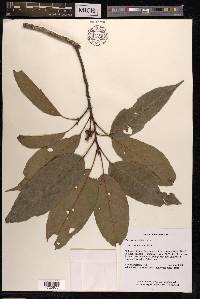 Quercus argentata image