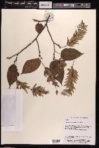 Carpinus viminea image