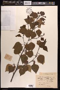 Betula japonica image