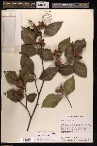 Fagus crenata image