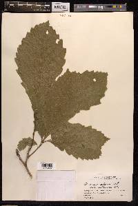 Quercus aliena image