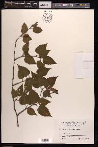 Betula albosinensis image