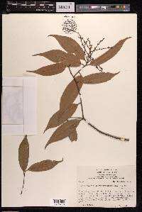 Castanopsis acuminatissima image