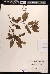 Carpinus turczaninovii image