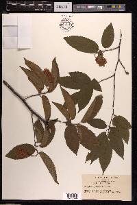 Carpinus japonica image