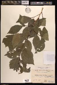 Ulmus procera image