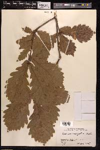 Quercus mongolica image