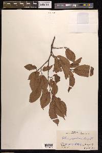 Ulmus japonica image