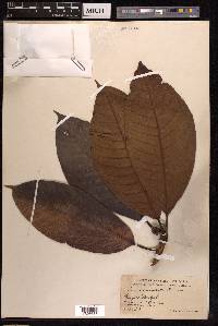 Ficus annulata image