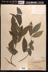 Ficus ampelos image