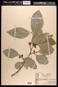 Ficus tinctoria subsp. gibbosa image