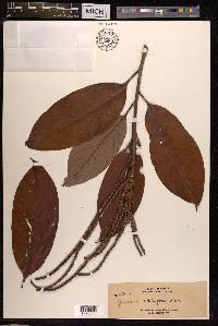 Lithocarpus echinifer image