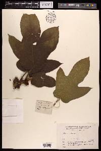 Ficus hirta image